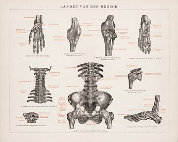 Anatomie. Die Bänder des Menschen von Studio Wunderkammer