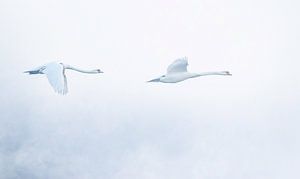 Vol gracieux de deux cygnes