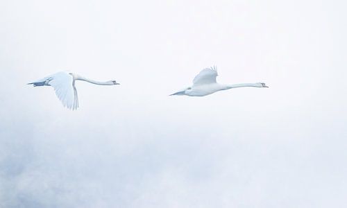 Graceful Flight of Two Swans van natascha verbij
