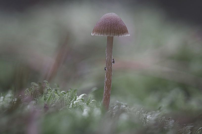 Champignons tendres en filets sur le sol de la forêt par Martin Köbsch