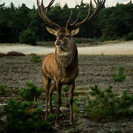 Edelhert- der König des Waldes von Veerle de Koning