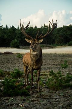 Edelhert- der König des Waldes von Veerle de Koning