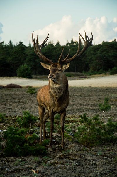 Edelhert- the king of the forest by Veerle de Koning