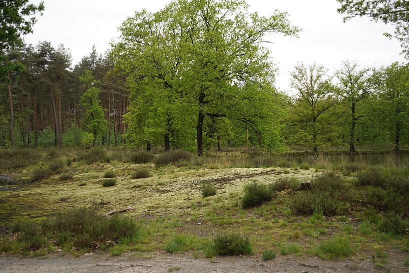 Stiphout woods by Madeltijntje