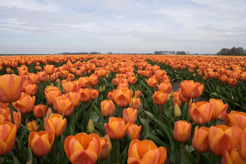 Oranje tulpen 1 van Sandra de Heij