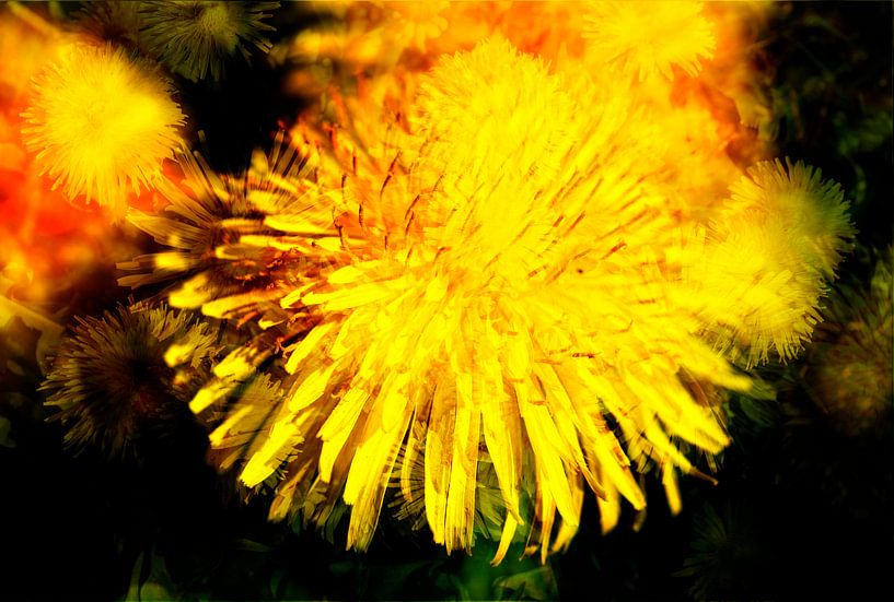 Extrait de fleur de pissenlit, macro shot par Torsten Krüger