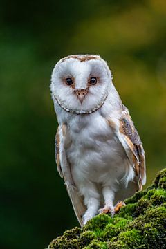 Kerkuil houd overzicht vlak voor hij op jacht gaat (Tyto alba)