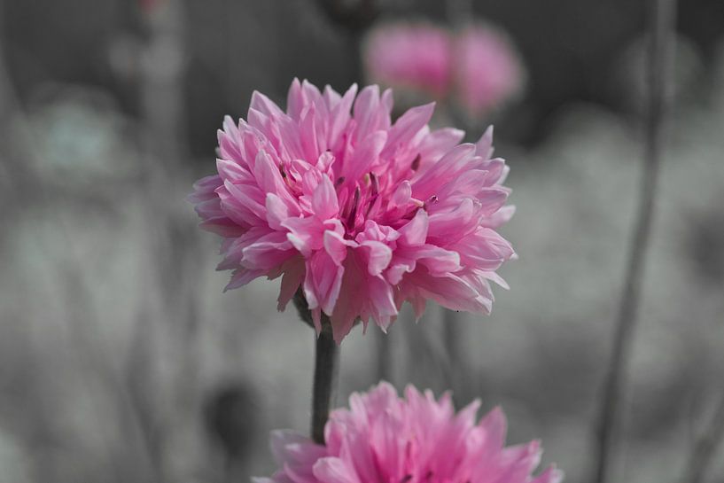 The pink cornflower by Jolanda de Jong-Jansen