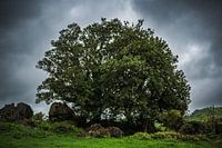 Ancient Grove
