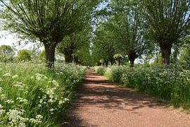 Pollard willow lane
