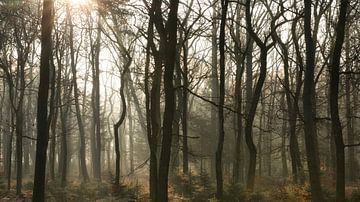 Des arbres qui dansent dans le brouillard