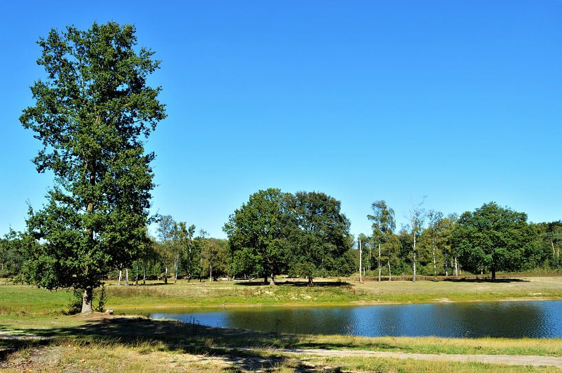 Zonovergoten Bosgebied by DoDiLa Foto's