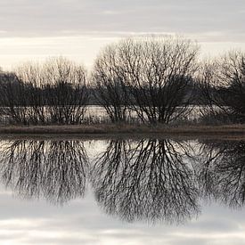 Bomensilhouet gespiegeld in het water van Robert Wagter