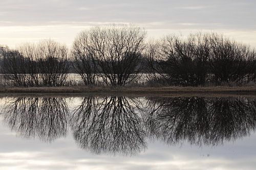 Bomensilhouet gespiegeld in het water