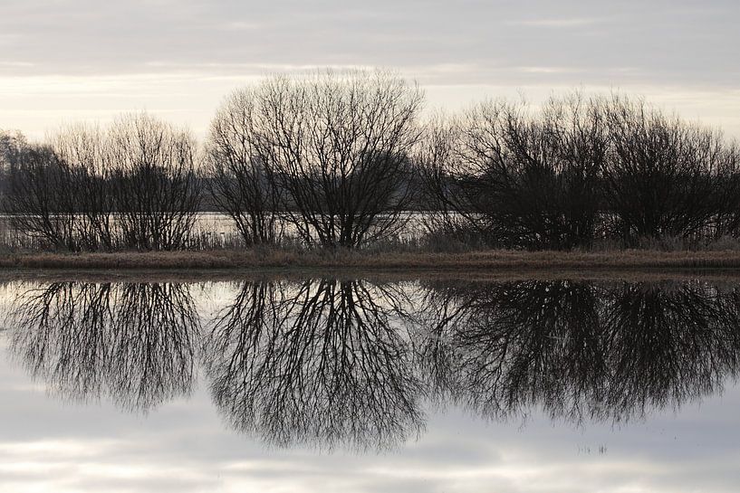 Bomensilhouet gespiegeld in het water van Robert Wagter