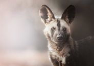 Afrikaanse Wilde Honden Portret van Melanie Delamare thumbnail