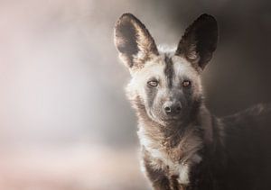 African Wilddog Portrait sur Melanie Delamare