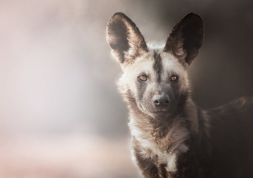 Afrikaanse Wilde Honden Portret van Melanie Delamare