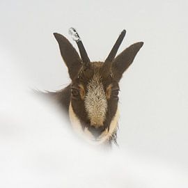 Face to face with a chamois by Julien Beyrath