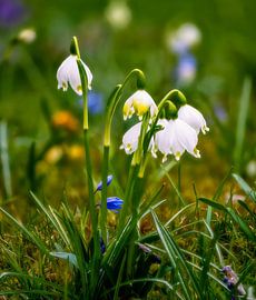 Blooming Marzenbecher in Spring