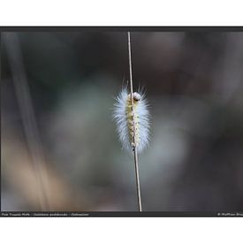 Buchen Streckfuss - Raupe - DIN A2 von Matthias Brix