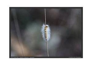 Buchen Streckfuss - Raupe - DIN A2
