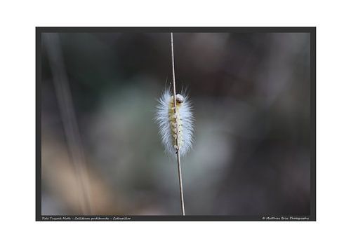 Hêtre à pied allongé - chenille