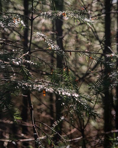 Takken van dennenboom met oranje details