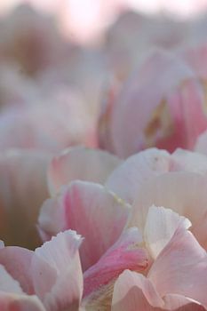 Dreamy Soft Tulips in Pastel