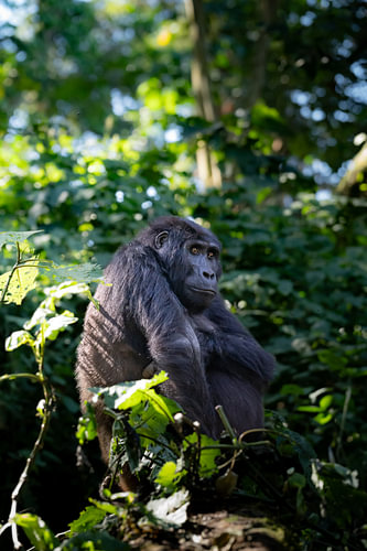 Gorilla