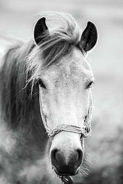 paard van vmb switzerland
