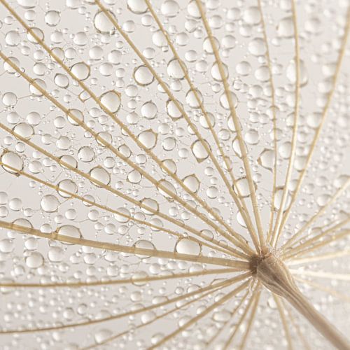 Landelijke eenvoudige rust in een vierkant: Gevangen in een web van de Tragopogon