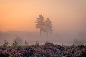 Bäume auf der violetten Heide im Nebel auf dem Utrechtse Heuvelrug - Niederlande