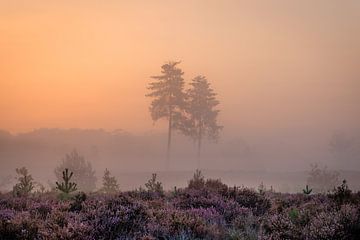 Bomen op de paarse heide in de mist op de Utrechtse Heuvelrug - Nederland van Sjaak den Breeje