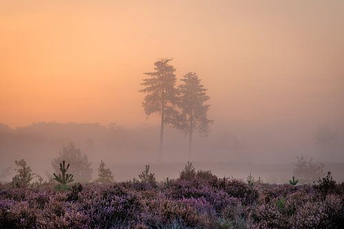Bomen op de paarse heide in de mist op de Utrechtse Heuvelrug - Nederland
