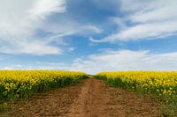 An endless field of yellow flowers