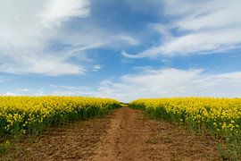 Een eindeloos veld van gele bloemen opgaand in de blauwe lucht van Maaike Lueb