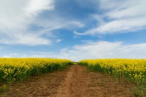 Ein endloses Feld mit gelben Blumen von Maaike Lueb