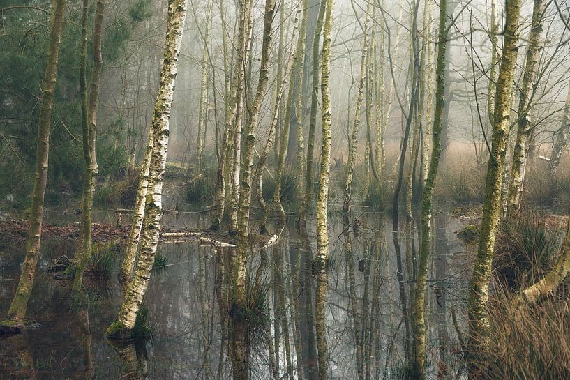 The drowned forest by Thijs Kupers