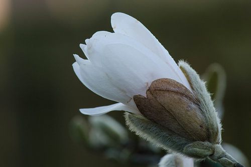 tulpenboom magnolia