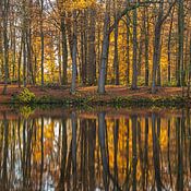 Michel Hol Profile picture