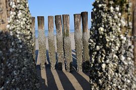 Seawall of poles on the beach with lines of shadow by Studio LE-gals