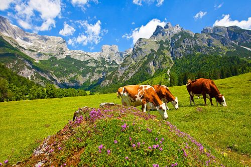 Les vaches paissent à Werfenweng