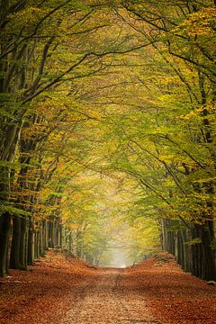 Een tunnel van in herfstkleuren getooide eikenbomen in natuurgebied Planken Wambuis. van Bram Lubbers