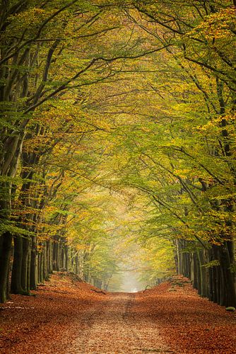 Een tunnel van in herfstkleuren getooide eikenbomen in natuurgebied Planken Wambuis.