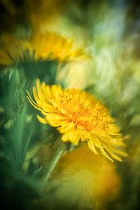 Löwenzahnblüten in der Frühlingssonne