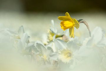 König der Blumenzwiebelfelder von Karla Leeftink