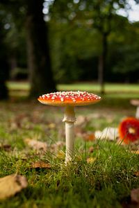 Fliegenpilz im Wald