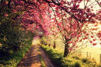 Matin rose