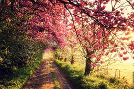 Pink morning van Bart Ceuppens